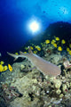 Hawaii, Whitetip Reef Shark Over Reef, Butterflyfish Sunburst A78F Wall Mural