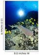 Hawaii, Whitetip Reef Shark Over Reef, Butterflyfish Sunburst A78F Wall Mural