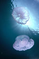 Pair Of Jellyfish Near Surface With Sunburst A88G Wall Mural