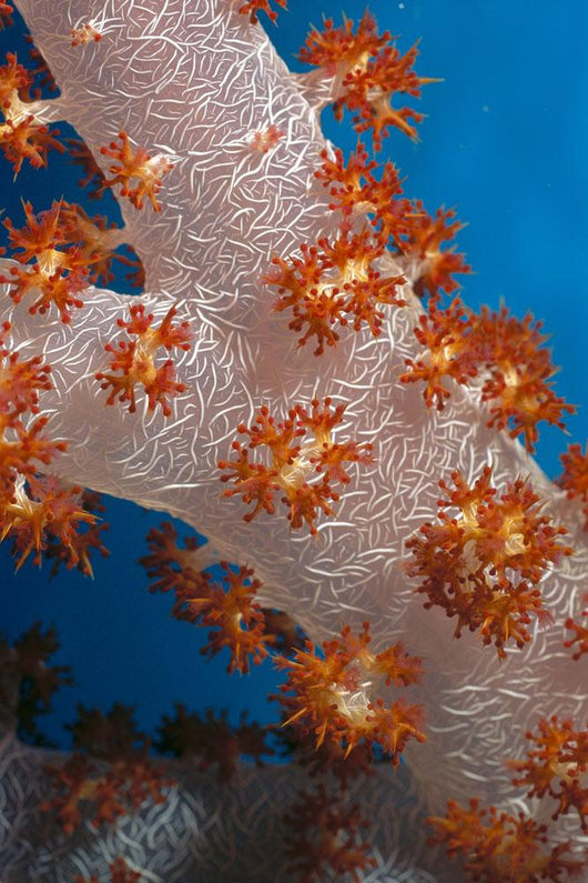 Fiji, South Pacific, Soft Coral, Extreme Close-Up Detail A91G Wall Mural