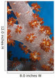 Fiji, South Pacific, Soft Coral, Extreme Close-Up Detail A91G Wall Mural
