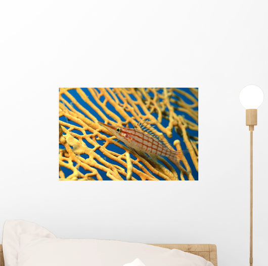 Palau, Longnose Hawkfish On Yellow Sea Fan A84D Wall Mural