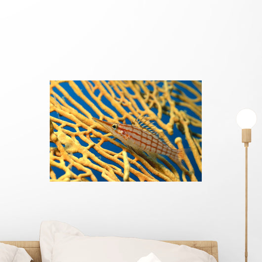 Palau, Longnose Hawkfish On Yellow Sea Fan A84D Wall Mural