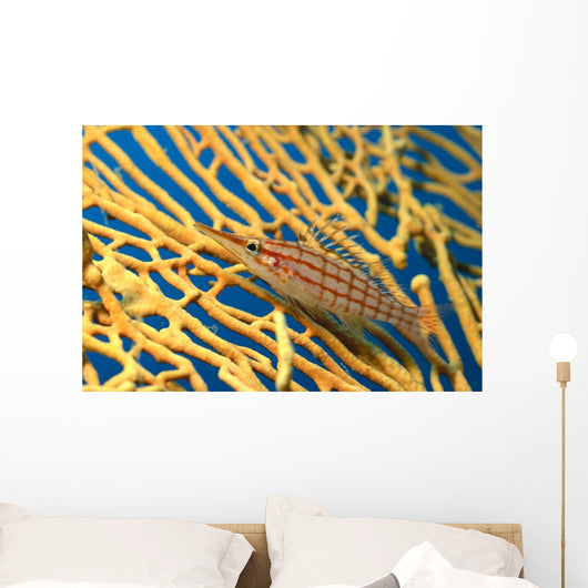 Palau, Longnose Hawkfish On Yellow Sea Fan A84D Wall Mural