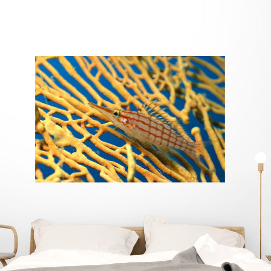 Palau, Longnose Hawkfish On Yellow Sea Fan A84D Wall Mural