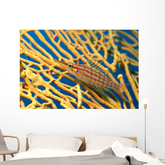 Palau, Longnose Hawkfish On Yellow Sea Fan A84D Wall Mural