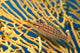 Palau, Longnose Hawkfish On Yellow Sea Fan A84D Wall Mural