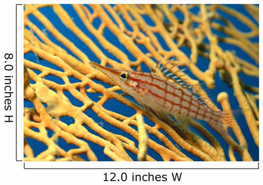 Palau, Longnose Hawkfish On Yellow Sea Fan A84D Wall Mural
