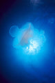Australia, Jellyfish Illuminated By Sunburst A88J Wall Mural