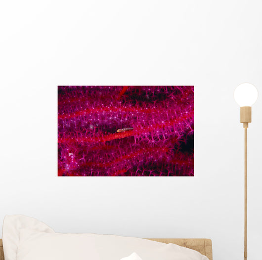 Solomon Islands, Goby On Sea Whip, Close-Up Detail A90A Wall Mural