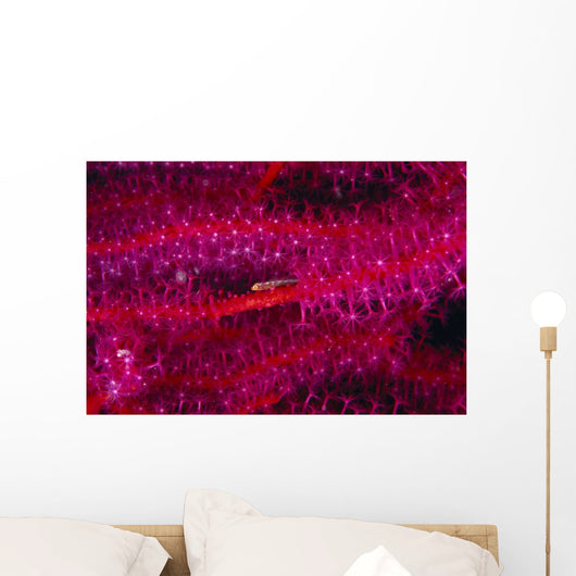 Solomon Islands, Goby On Sea Whip, Close-Up Detail A90A Wall Mural