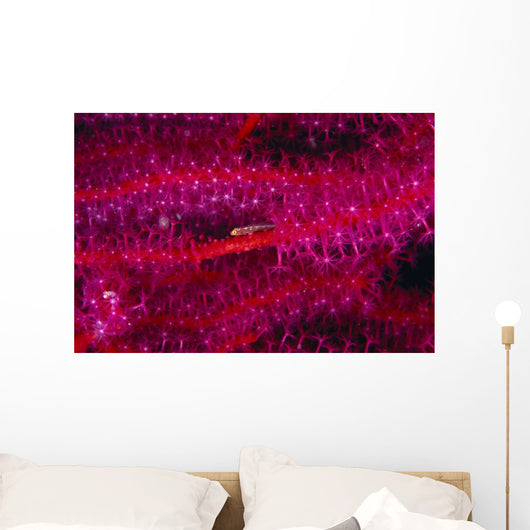 Solomon Islands, Goby On Sea Whip, Close-Up Detail A90A Wall Mural