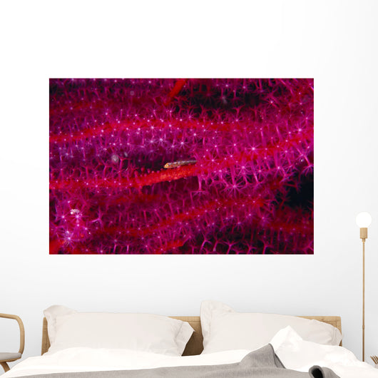 Solomon Islands, Goby On Sea Whip, Close-Up Detail A90A Wall Mural