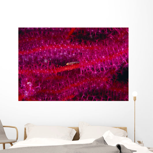 Solomon Islands, Goby On Sea Whip, Close-Up Detail A90A Wall Mural
