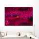 Solomon Islands, Goby On Sea Whip, Close-Up Detail A90A Wall Mural
