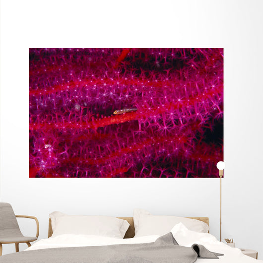Solomon Islands, Goby On Sea Whip, Close-Up Detail A90A Wall Mural