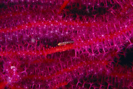 Solomon Islands, Goby On Sea Whip, Close-Up Detail A90A Wall Mural