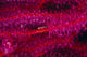 Solomon Islands, Goby On Sea Whip, Close-Up Detail A90A Wall Mural