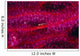 Solomon Islands, Goby On Sea Whip, Close-Up Detail A90A Wall Mural