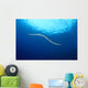 Indonesia, Colubrine Sea Snake In Open Ocean, Surface Visible A90D Wall Mural