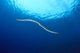 Indonesia, Colubrine Sea Snake In Open Ocean, Surface Visible A90D Wall Mural