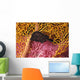 Indonesia, Seahorse Against Yellow And Pink Crinoids A90F Wall Mural