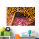 Indonesia, Seahorse Against Yellow And Pink Crinoids A90F Wall Mural