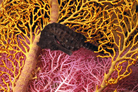 Indonesia, Seahorse Against Yellow And Pink Crinoids A90F Wall Mural