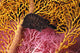 Indonesia, Seahorse Against Yellow And Pink Crinoids A90F Wall Mural