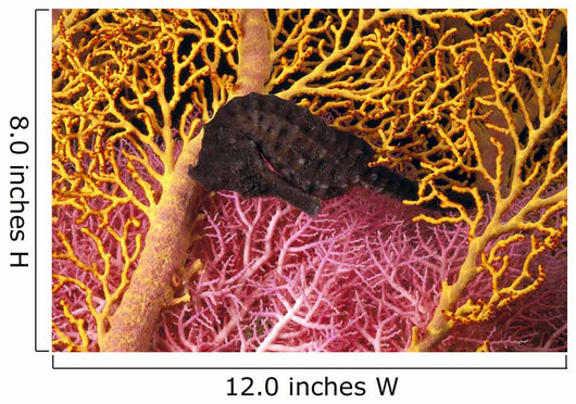 Indonesia, Seahorse Against Yellow And Pink Crinoids A90F Wall Mural