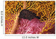 Indonesia, Seahorse Against Yellow And Pink Crinoids A90F Wall Mural
