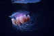 Papua New Guinea, Purple Jellyfish Midwater Surface Visible A88D Wall Mural