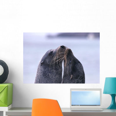 Galapagos Islands Sea Lions Wall Mural shown on a wall