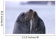 Galapagos Islands, Sea Lions Heads Together, Close-Up A96D Wall Mural