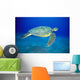 Hawaii, Green Sea Turtle Swims Midwater Clear Water, Sandy A77D Wall Mural