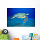 Hawaii, Green Sea Turtle Swims Midwater Clear Water, Sandy A77D Wall Mural
