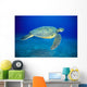 Hawaii, Green Sea Turtle Swims Midwater Clear Water, Sandy A77D Wall Mural