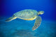 Hawaii, Green Sea Turtle Swims Midwater Clear Water, Sandy A77D Wall Mural