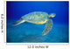 Hawaii, Green Sea Turtle Swims Midwater Clear Water, Sandy A77D Wall Mural