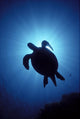 Hawaii, Green Sea Turtle Silhouetted, Sunburst View From Below A77C Wall Mural