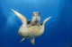 Hawaii, Maui, Front View Of Green Sea Turtle Midwater A77A Wall Mural