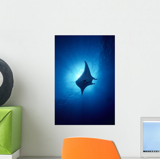 Hawaii, Common Manta Ray Silhouette A86B Wall Mural