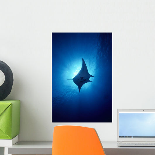 Hawaii, Common Manta Ray Silhouette A86B Wall Mural