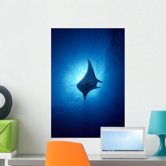 Hawaii, Common Manta Ray Silhouette A86B Wall Mural