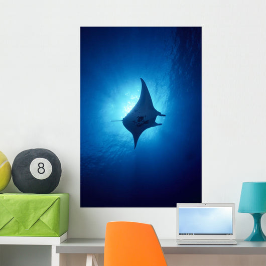 Hawaii, Common Manta Ray Silhouette A86B Wall Mural