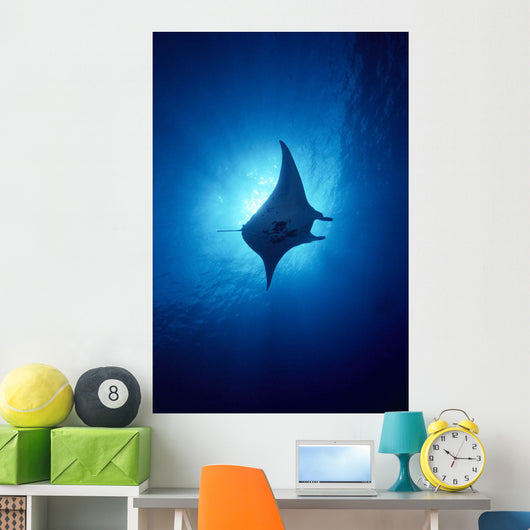 Hawaii, Common Manta Ray Silhouette A86B Wall Mural