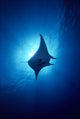 Hawaii, Common Manta Ray Silhouette A86B Wall Mural