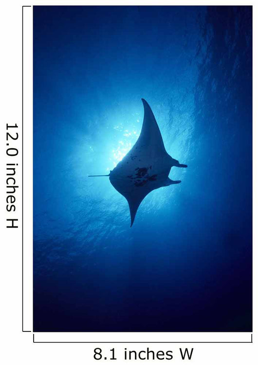 Hawaii, Common Manta Ray Silhouette A86B Wall Mural