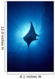 Hawaii, Common Manta Ray Silhouette A86B Wall Mural