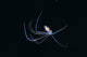 Australia, Pelagic Octopus Midwater Black Ocean Background A87H Wall Mural